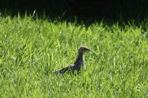 A young Pheasant chic with a speckled body is standing amidst tall, lush green grass. 
