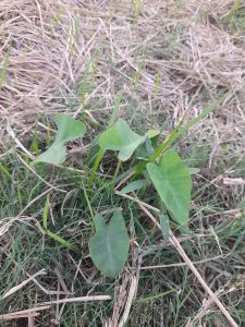 A cluster of green heart-shaped leaves growing on a patch of grass surrounded by dried straw and thin blades of grass.