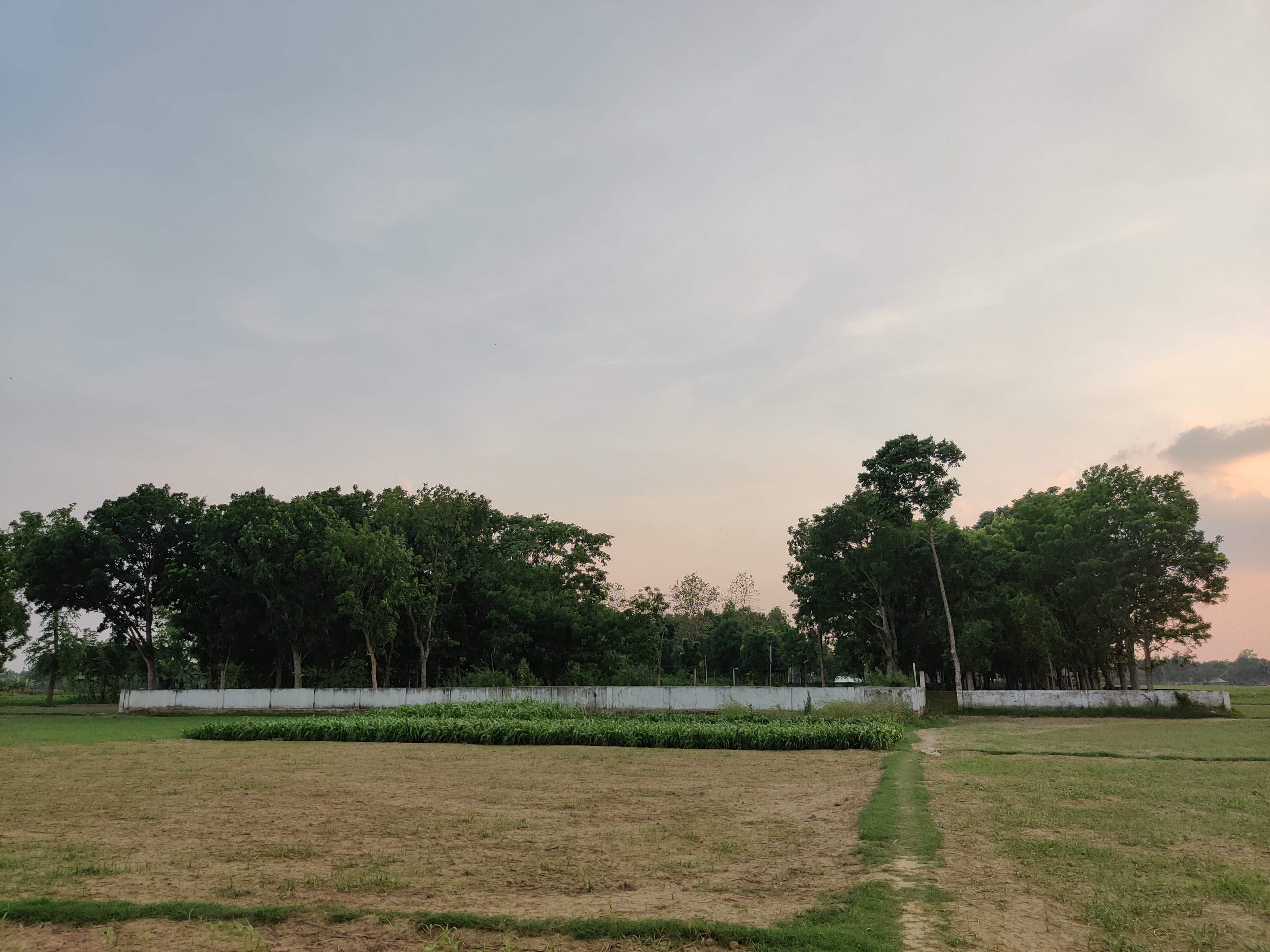 A peaceful green field with a narrow path leading toward a cluster of trees and a white boundary wall.