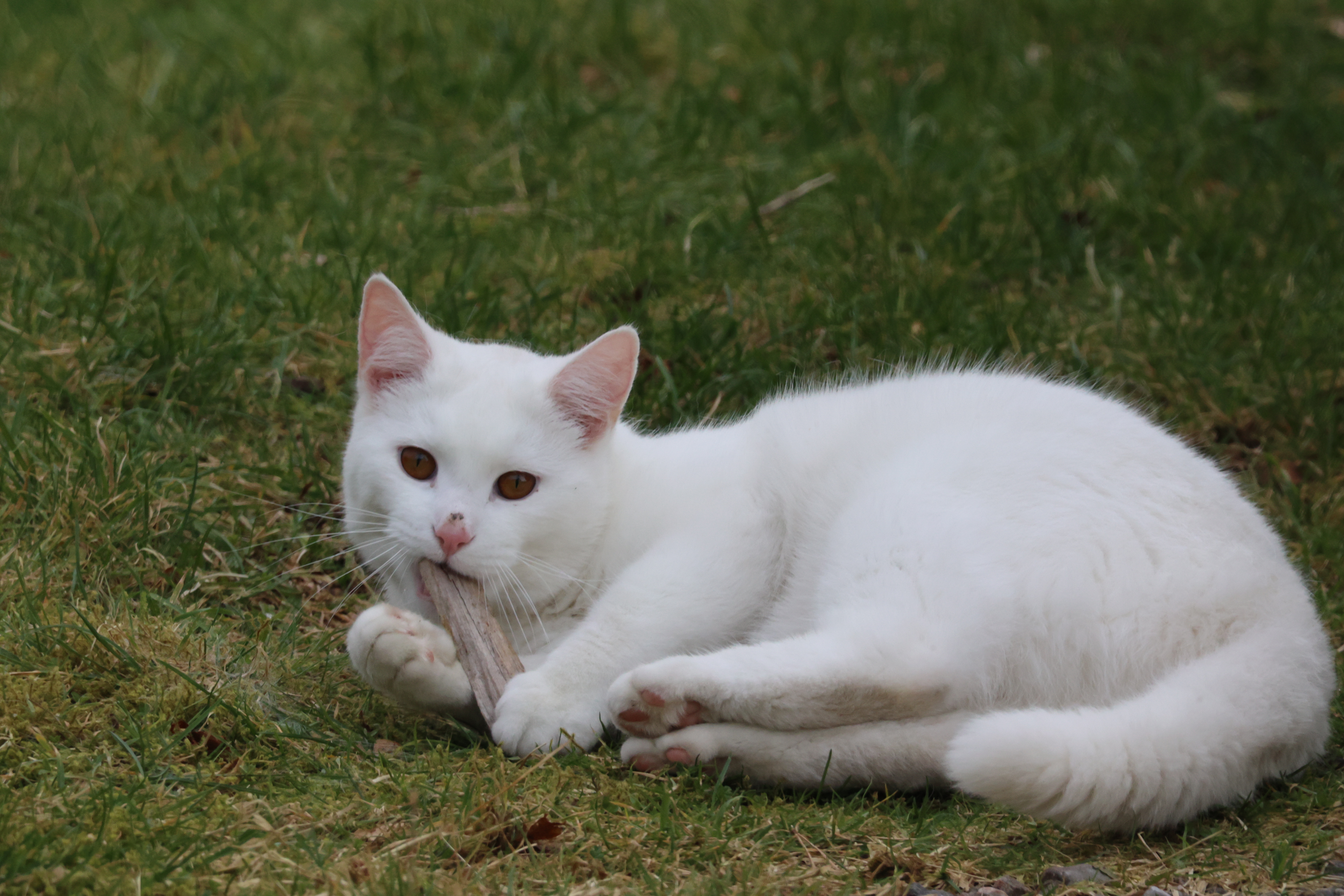 A playful white cat lies on green grass, holding a small stick between its paws.