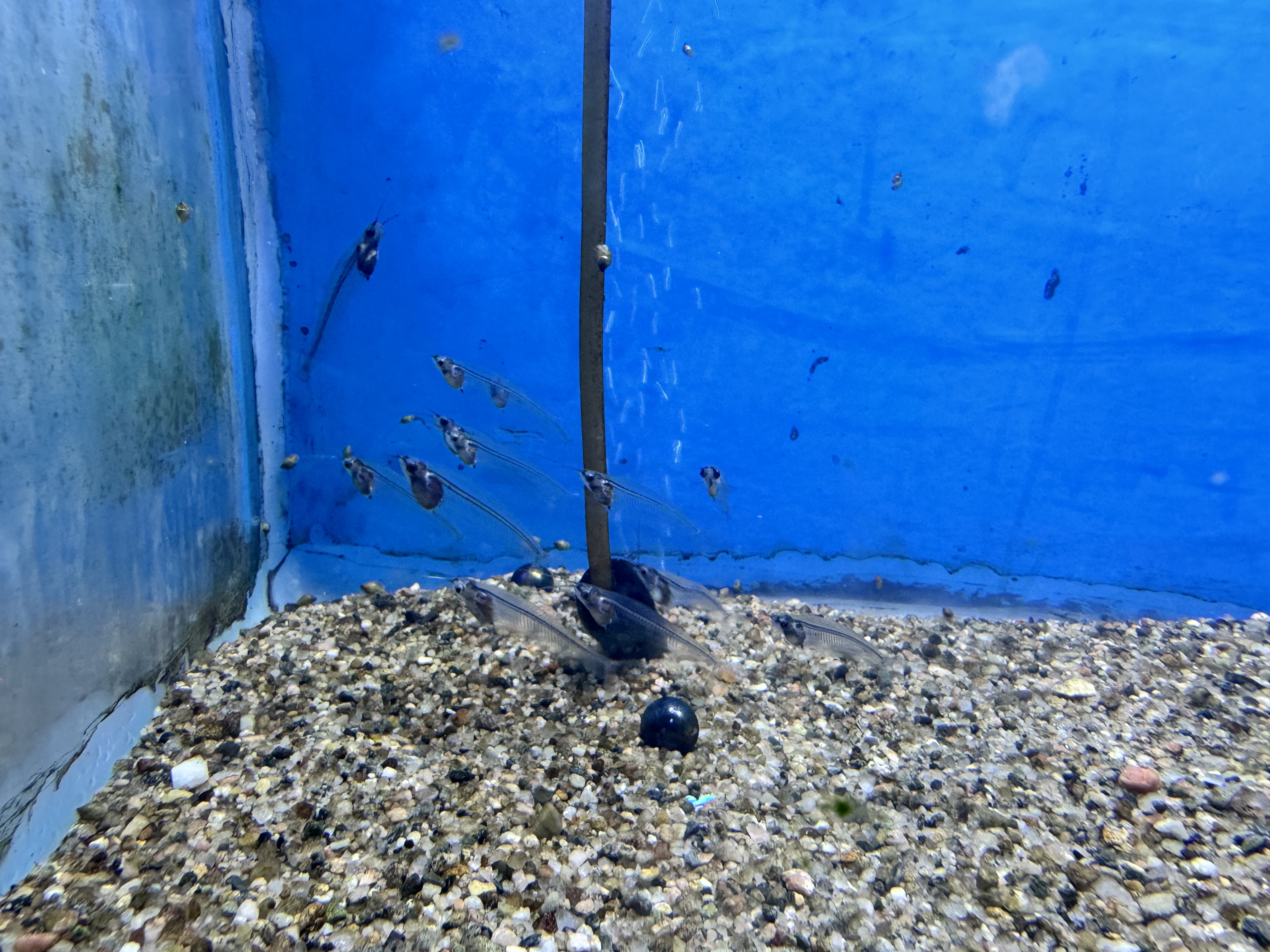 A view of an aquarium with a blue background. Several small fish with elongated bodies and fins swim near the bottom, which is covered with gravel and small pebbles.