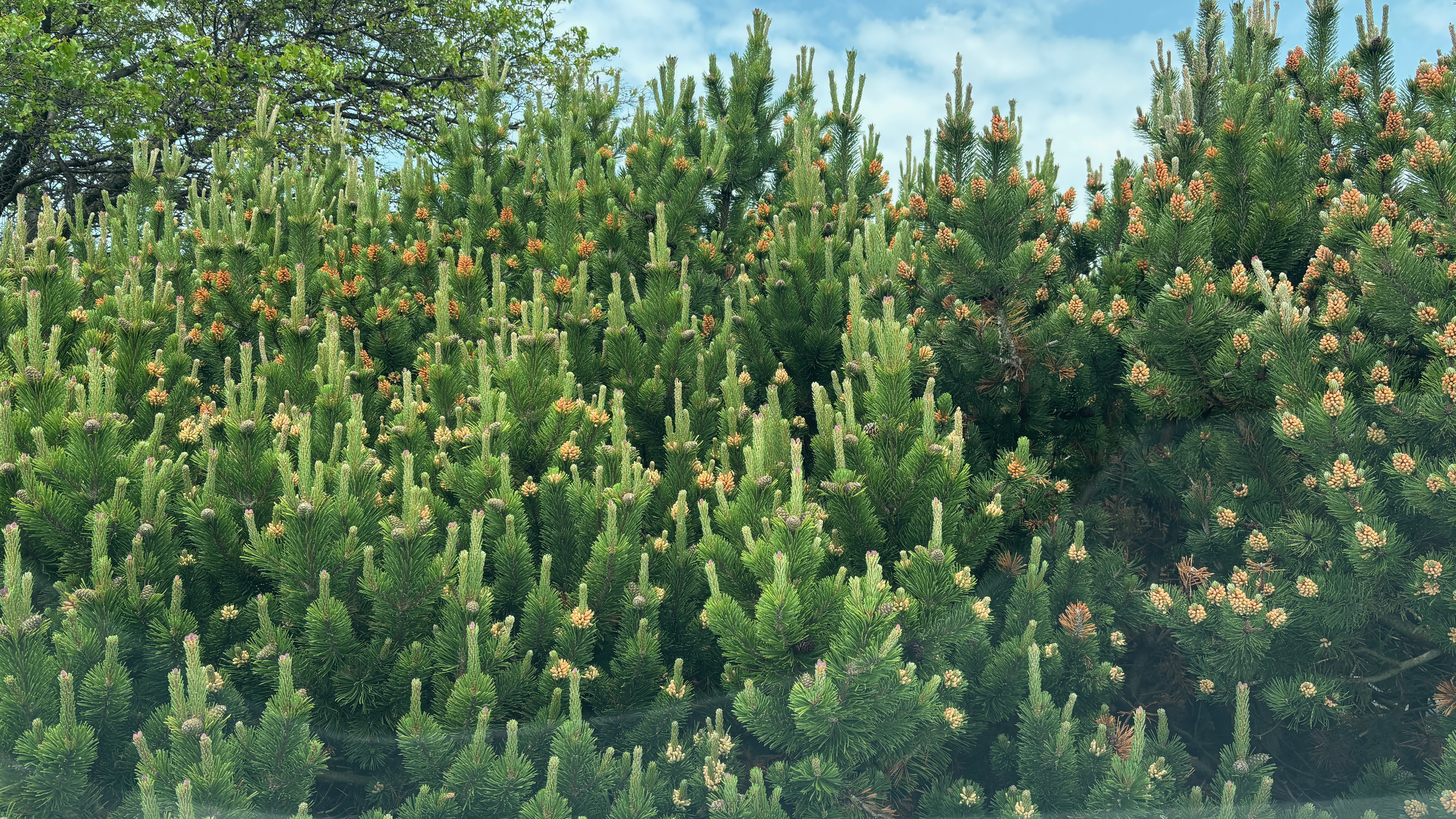 An evergreen bush with new growth sprouting from the end of every branch.