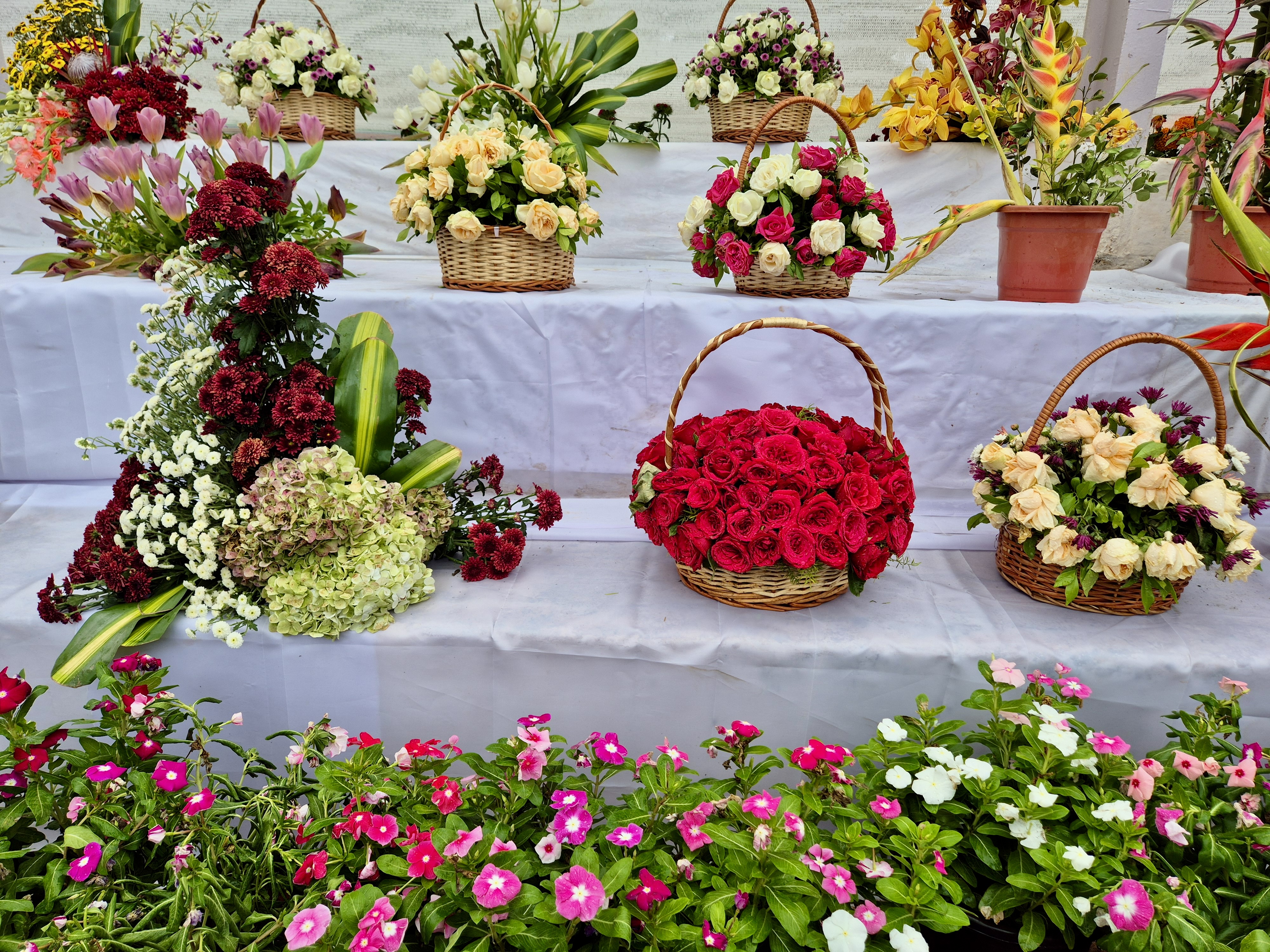 A variety of flower arrangements, with several baskets overflowing with colorful blooms, predominantly roses, carnations, and hydrangeas, are displayed on a white surface. Below the arrangements, a vibrant border of pink and white petunias adds a touch of ground-level beauty. Captured from the Government Botanical Garden, Ooty, Tamil Nadu.