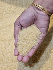 A person's hand holding a pile of double-boiled Kuruva rice, a type of rice known for its nutritional value and non-sticky texture after cooking. The rice grains are small, round, and have a light golden hue due to the double-boiling process. The background shows a larger quantity of the same rice. Captured from Kozhikode, Kerala. 