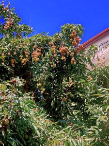 A lush tree filled with clusters of lychee fruits, displaying a variety of colors from green to light orange, set against a vibrant blue sky.
