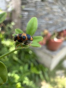 Ladybug rests on a fresh green leaf.