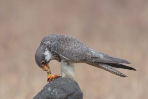Amur Falcon (Female), a gray-white bird of prey with orange facial accents, perched on a rock clutching food in its talons.
