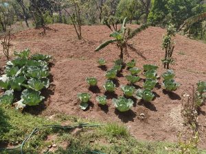 A garden scene featuring rows of green cabbage plants growing in well-tilled soil. 