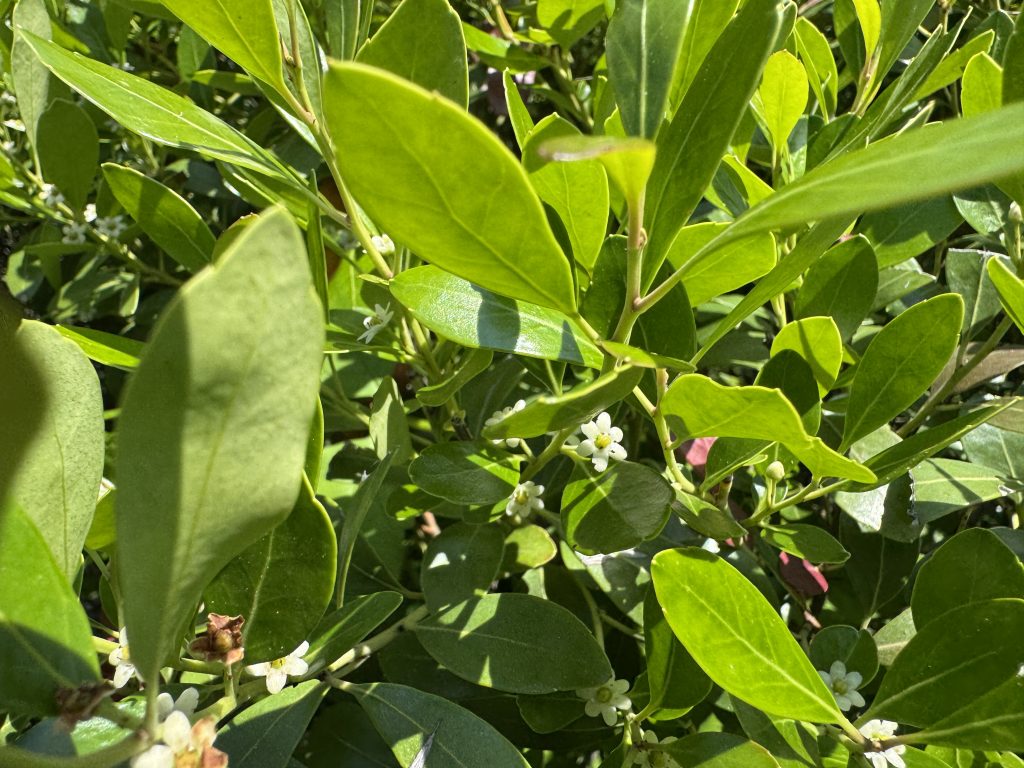 A densely green shrub with glossy leaves, interspersed with small white flowers visible among the foliage.