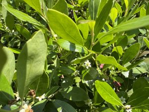 A densely green shrub with glossy leaves, interspersed with small white flowers visible among the foliage.
