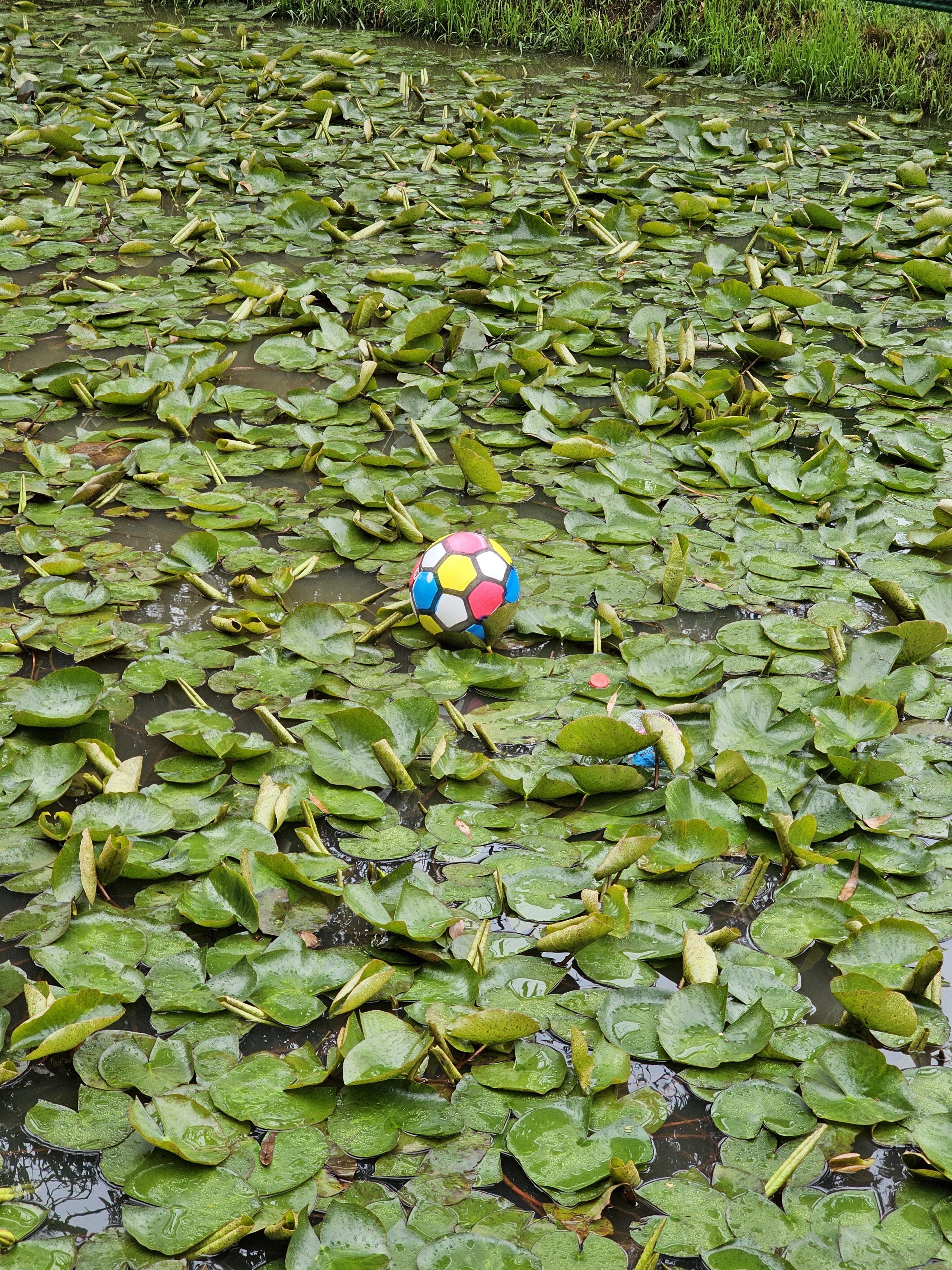 A colourful ball rests on a bed of lily pads in a pond. The scene is lush with green foliage and the water is calm. Captured from the Government Botanical Garden, Ooty, Tamil Nadu.