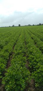 A lush green field of young plants stretches into the distance, with neatly organized rows separating patches of foliage

