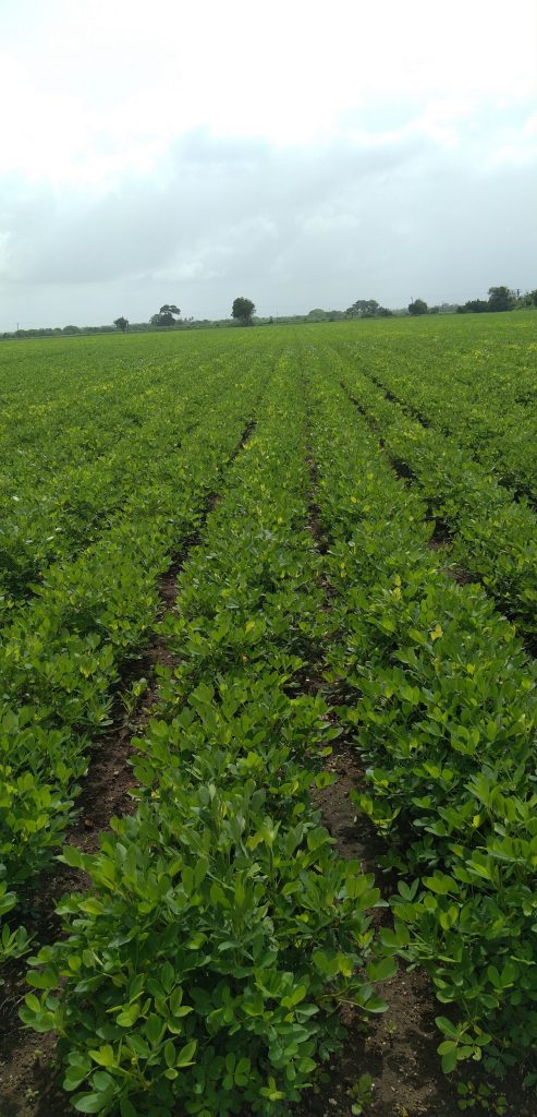 A lush green field of young plants stretches into the distance, with neatly organized rows separating patches of foliage