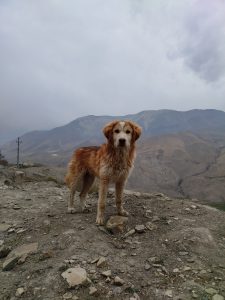 A golden-brown dog stands on rocky terrain overlooking a mountainous landscape.
