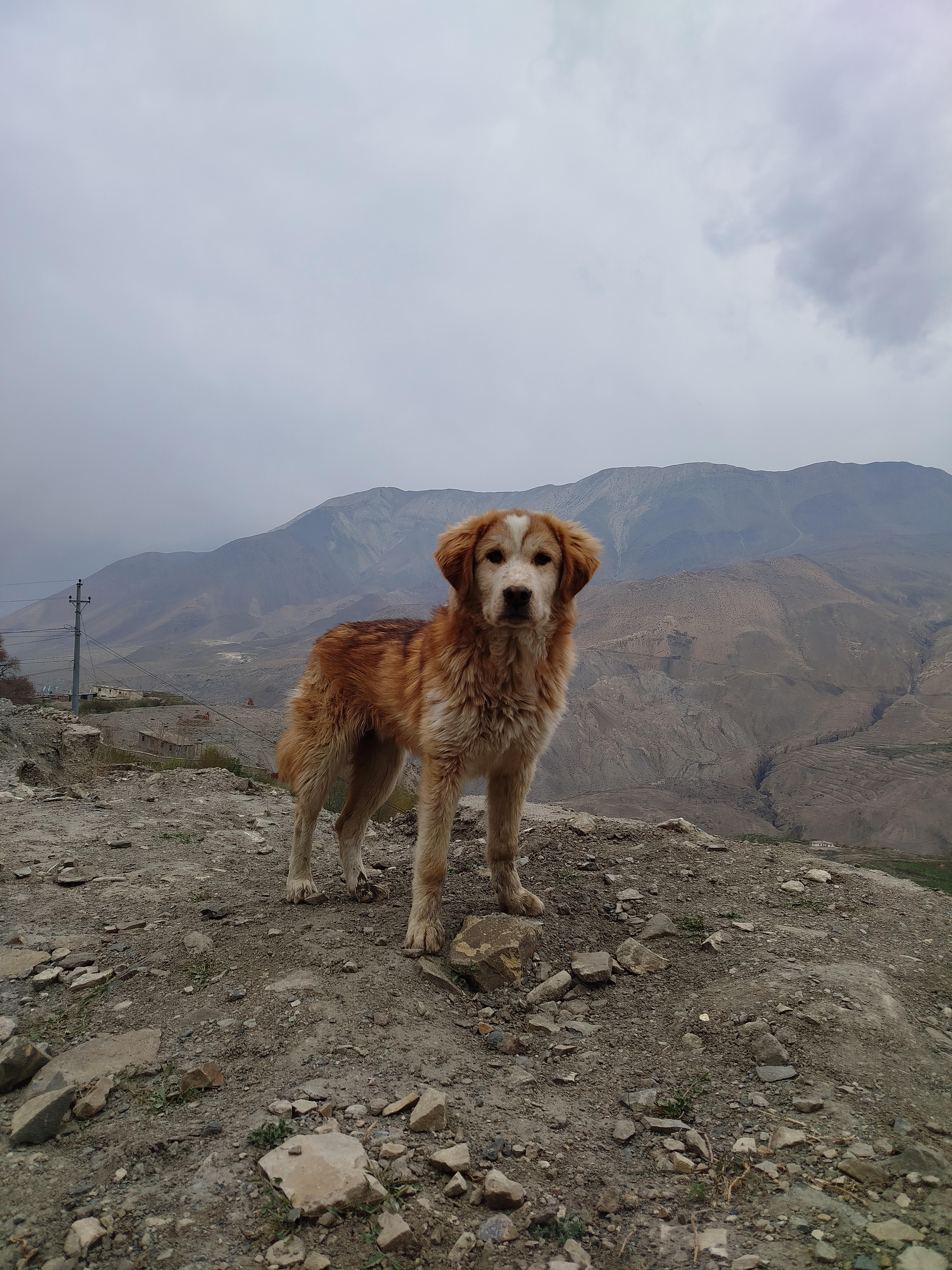 A golden-brown dog stands on rocky terrain overlooking a mountainous landscape.