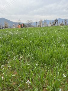 A lush green field filled with tall grass and small white flowers in bloom. 
