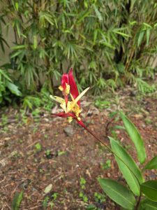 A close-up of a striking red and yellow flower, featuring long, slender petals and delicate yellow filaments. The background is filled with greenery, including bamboo shoots and leaves, creating a lush, natural setting. 

