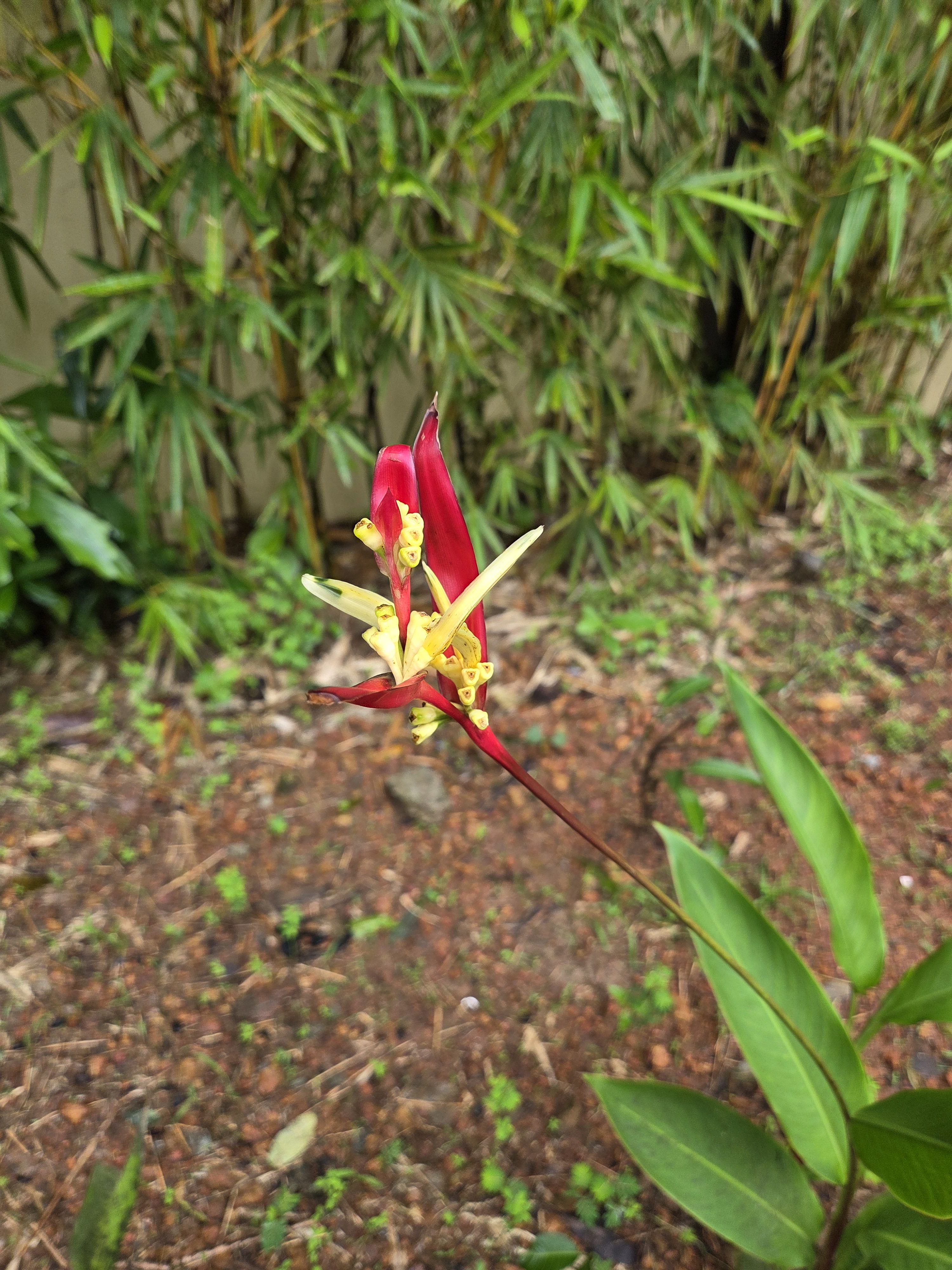 A close-up of a striking red and yellow flower, featuring long, slender petals and delicate yellow filaments. The background is filled with greenery, including bamboo shoots and leaves, creating a lush, natural setting.