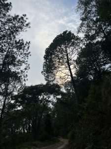 A pathway winds through a dense forest, with tall trees on either side.