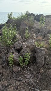 A rocky landscape featuring various sizes of stones, many covered with small green plants.