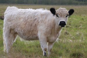A fluffy white Galloway cow stands in a green field, looking directly at the camera.
