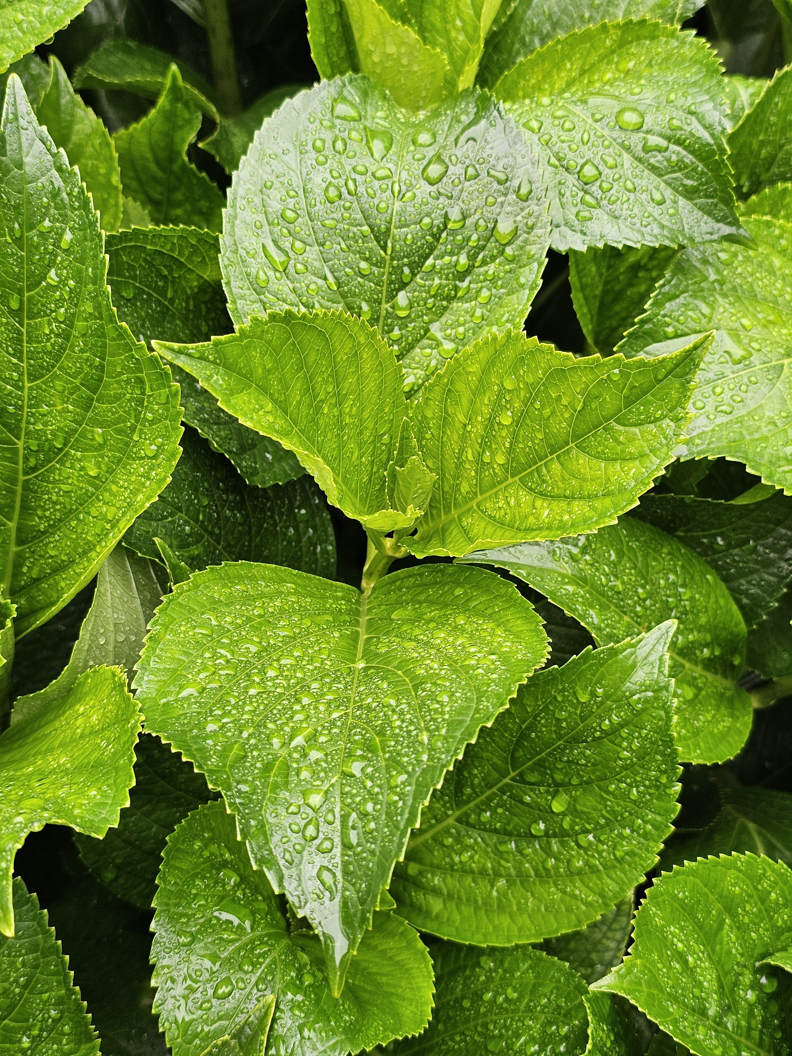 A close-up view of vibrant green leaves covered in water droplets, possibly after a rain shower. The leaves are textured with prominent veins and serrated edges, creating a lush and refreshing visual. Captured from the Government Botanical Garden, Ooty, Tamil Nadu.