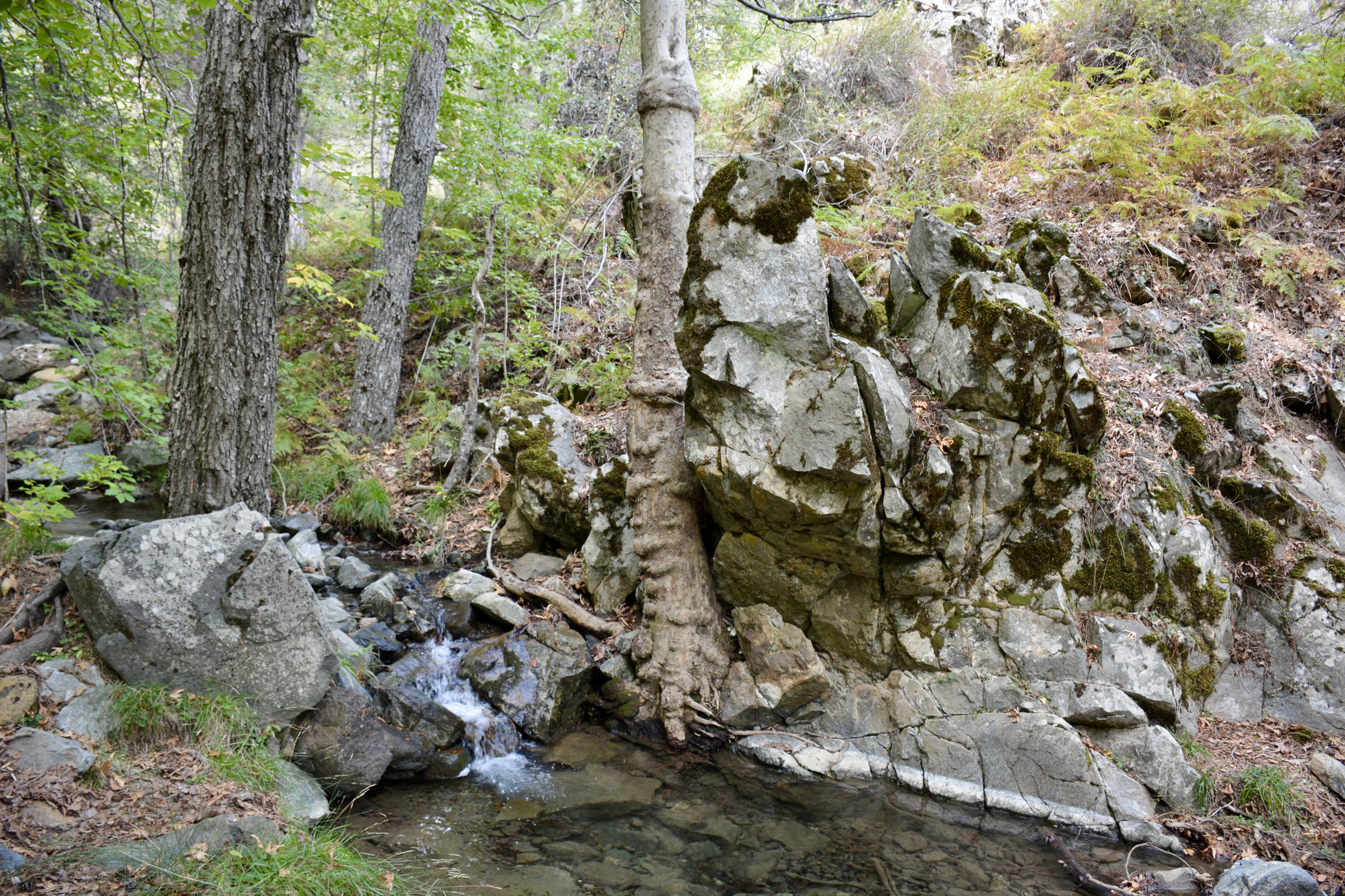 A peaceful forest stream flows past mossy rocks and trees in Cyprus’s Troodos Mountains.
