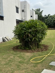 A lush, green plant is prominently featured in the foreground, surrounded by freshly turned soil.
