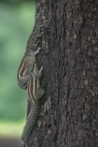 Two squirrels climbing a textured tree trunk
