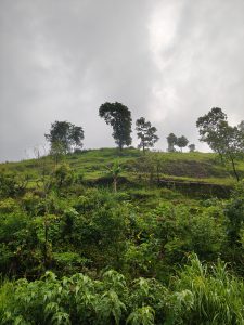A hillside covered in lush greenery under a cloudy sky. Several trees are scattered across the slope, with varying heights and shapes.
