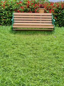 A wooden bench with green metal armrests, placed on a patch of bright green grass. Behind the bench, a row of red flowers and a potted plant are visible. Captured from the Government Botanical Garden, Ooty, Tamil Nadu.
