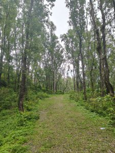 A tranquil forest path lined with tall trees and lush greenery. 