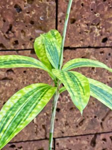 Gold Dust Dracaena with yellow-speckled green leaves and thin stems, captured in Kozhikode, Kerala.