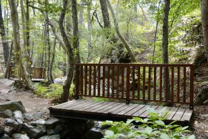 A peaceful forest with a small wooden bridge over a stream or dry creek. Green trees and plants surround it, and another bridge can be seen in the background. From Cyprus’s Troodos Mountains.