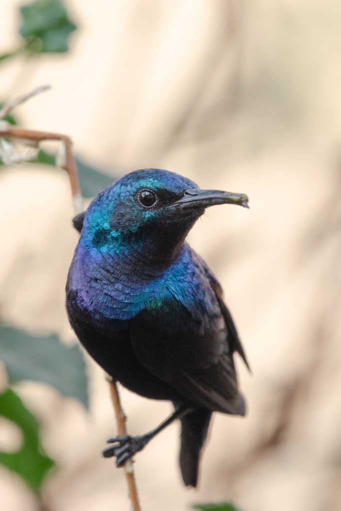 A purple sunbird perched, showcasing its vibrant purple head and striking blue body against a blurred natural background.