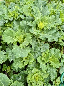A patch of leafy green vegetables, possibly kale or collard greens, growing in a garden. The leaves are vibrant green and covered with water droplets, suggesting a recent rain or watering. Captured from the Government Botanical Garden, Ooty, Tamil Nadu.