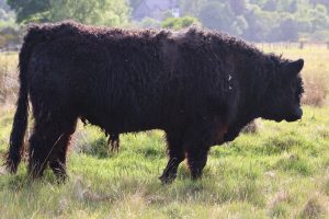 
A shaggy galloway Bull stands in a grassy field, facing to the right.