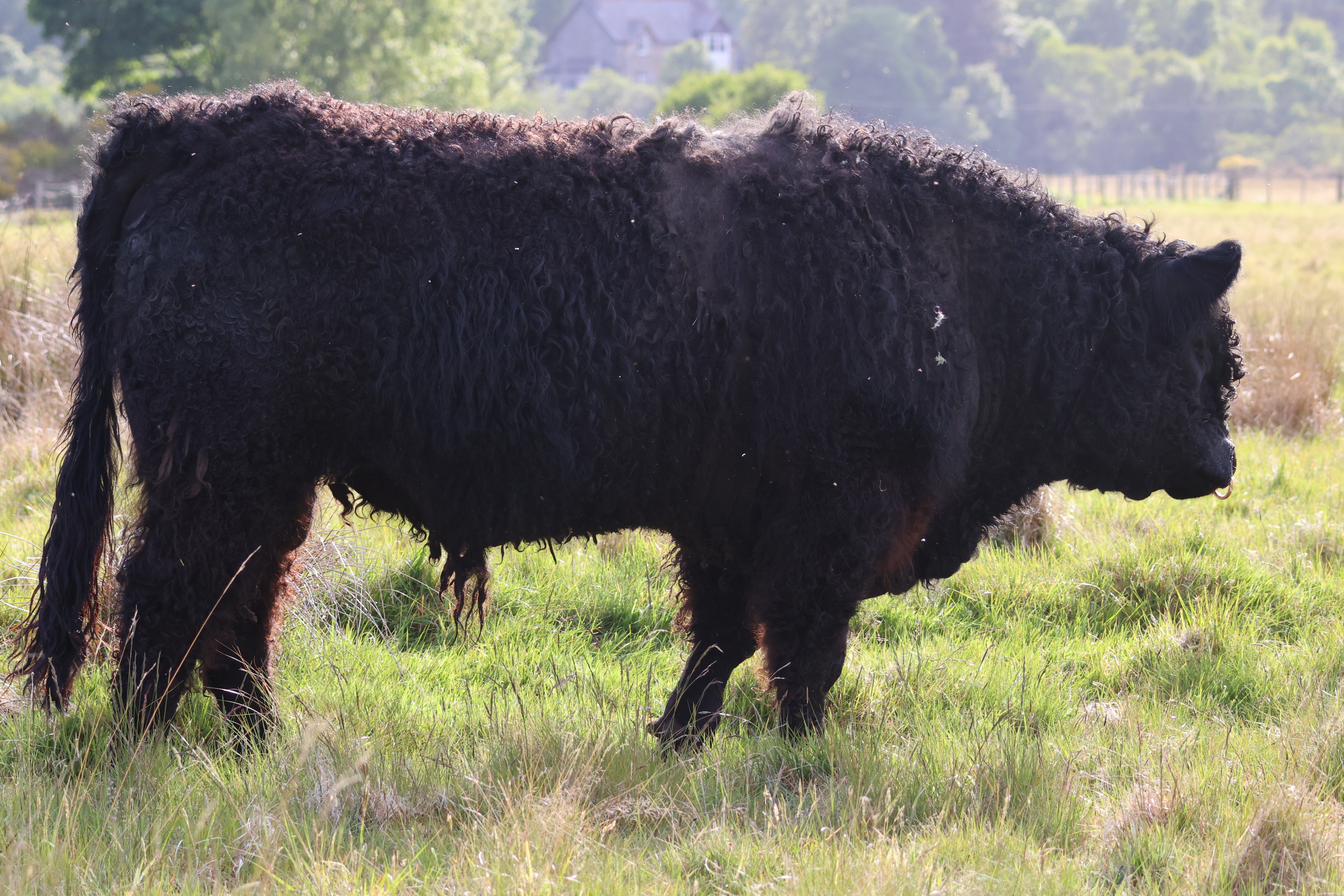 A shaggy galloway Bull stands in a grassy field, facing to the right.