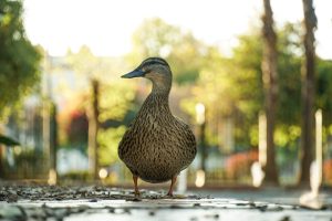 A brown speckled duck standing on a stone path, with a blurred background of trees and foliage illuminated by soft sunlight. The duck is facing slightly to the side, showcasing its arched neck and distinct blue-gray bill.