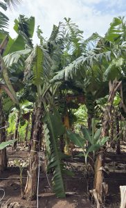A dense, green banana plantation featuring tall banana plants with broad leaves and clusters of unripe bananas hanging from the stems.