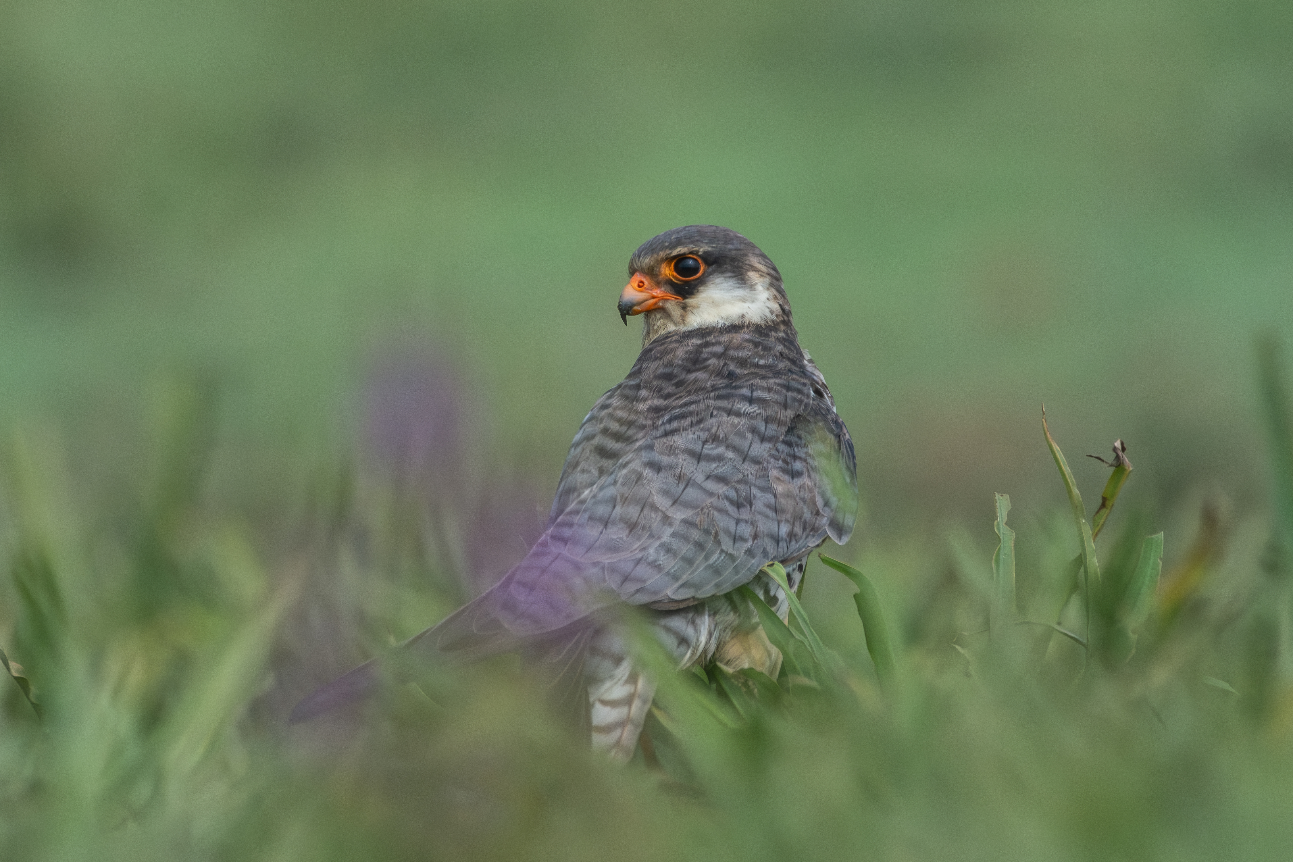 A close-up of a female Amur Falcon with gray-brown plumage and striking orange facial markings.