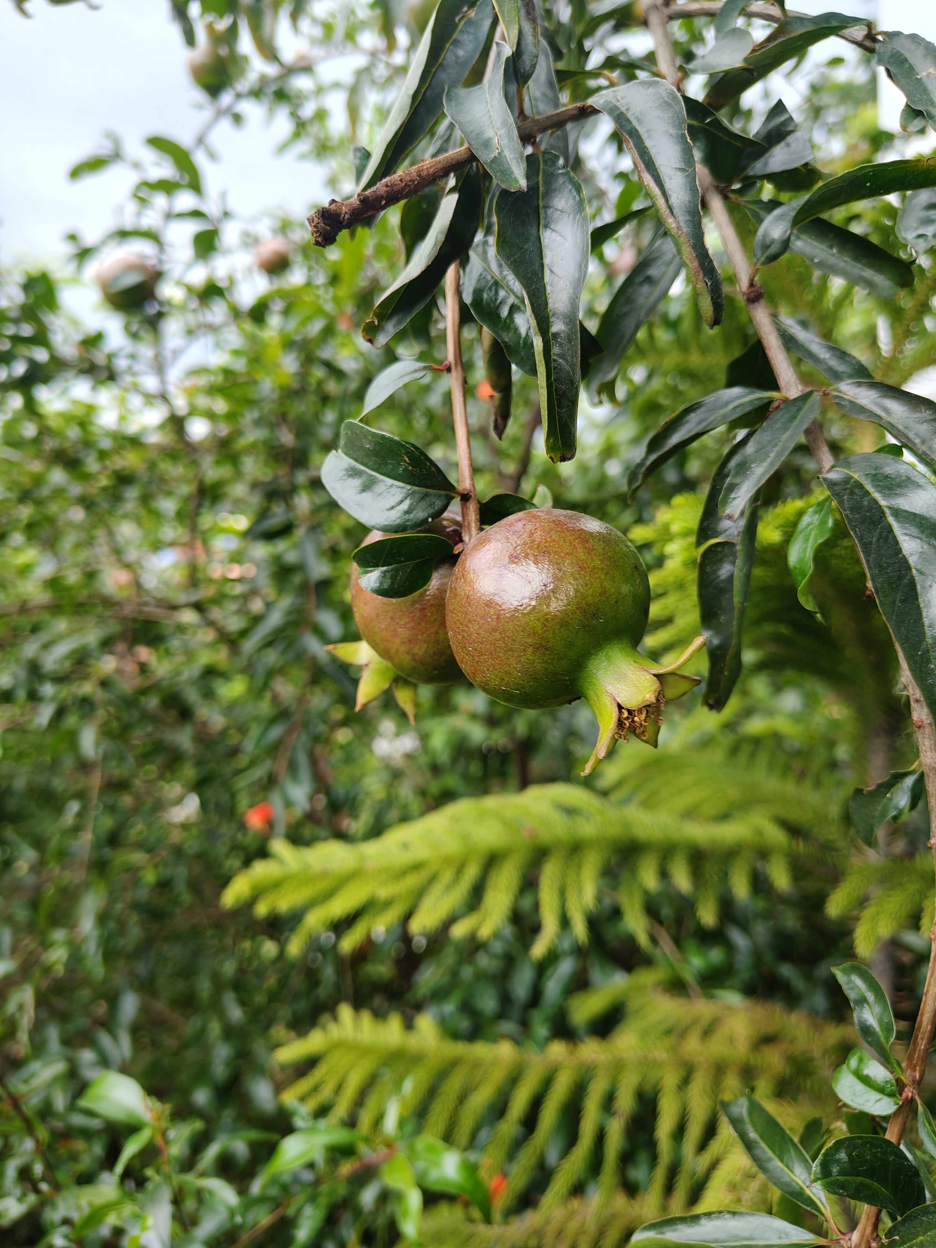 Two greenish-brown pomegranate fruits are hanging from a branch surrounded by vibrant green leaves.