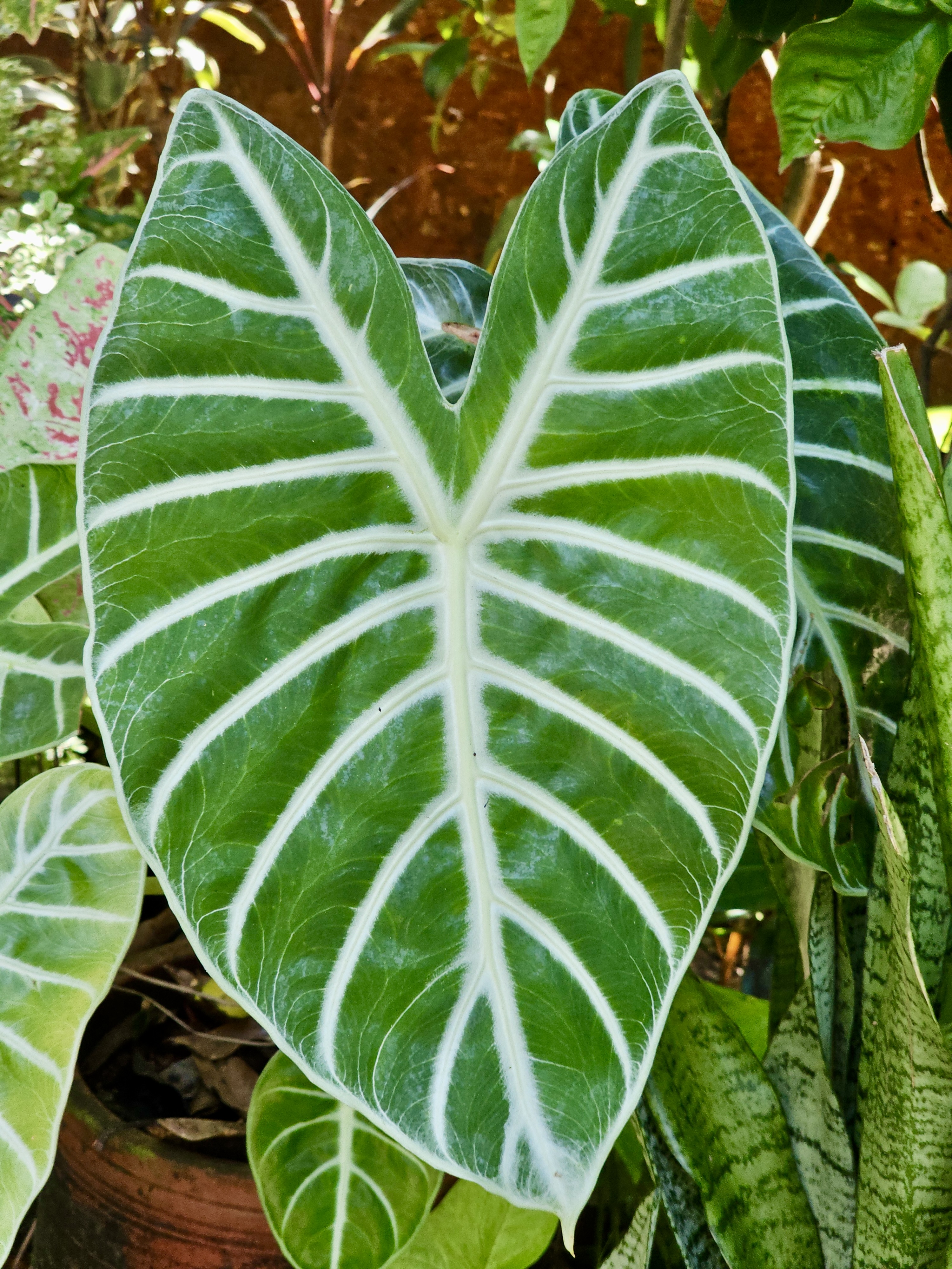 Close-up of a heart-shaped Alocasia leaf with striking white veins, captured in Kozhikode, Kerala.