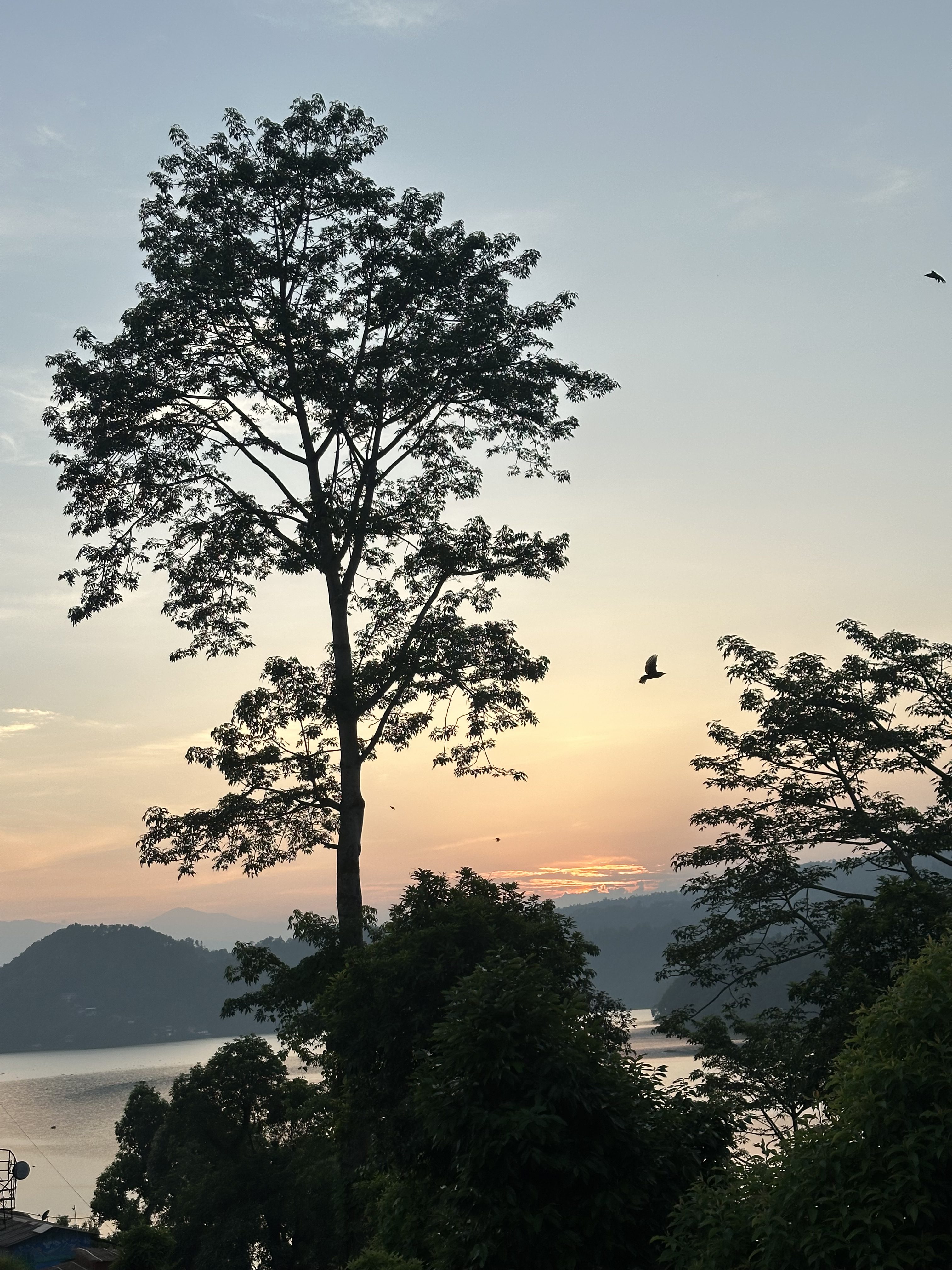 Tall tree stands against a serene sunset sky, with hues of orange and pink showing through the clouds.