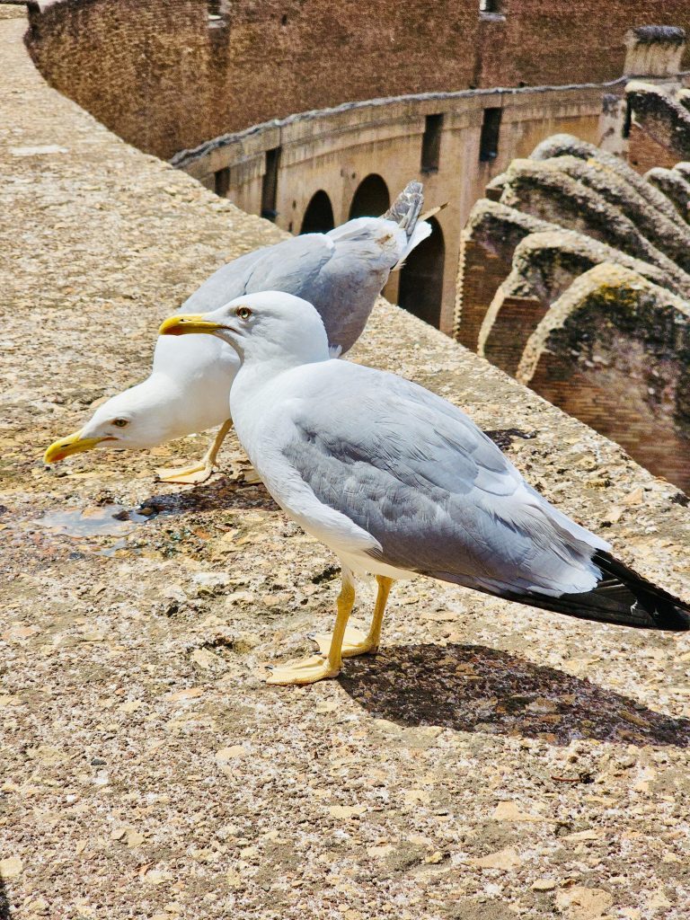 Two gulls rest on a stone surface, with the Colosseum's ancient architecture in the background, Rome, Italy.