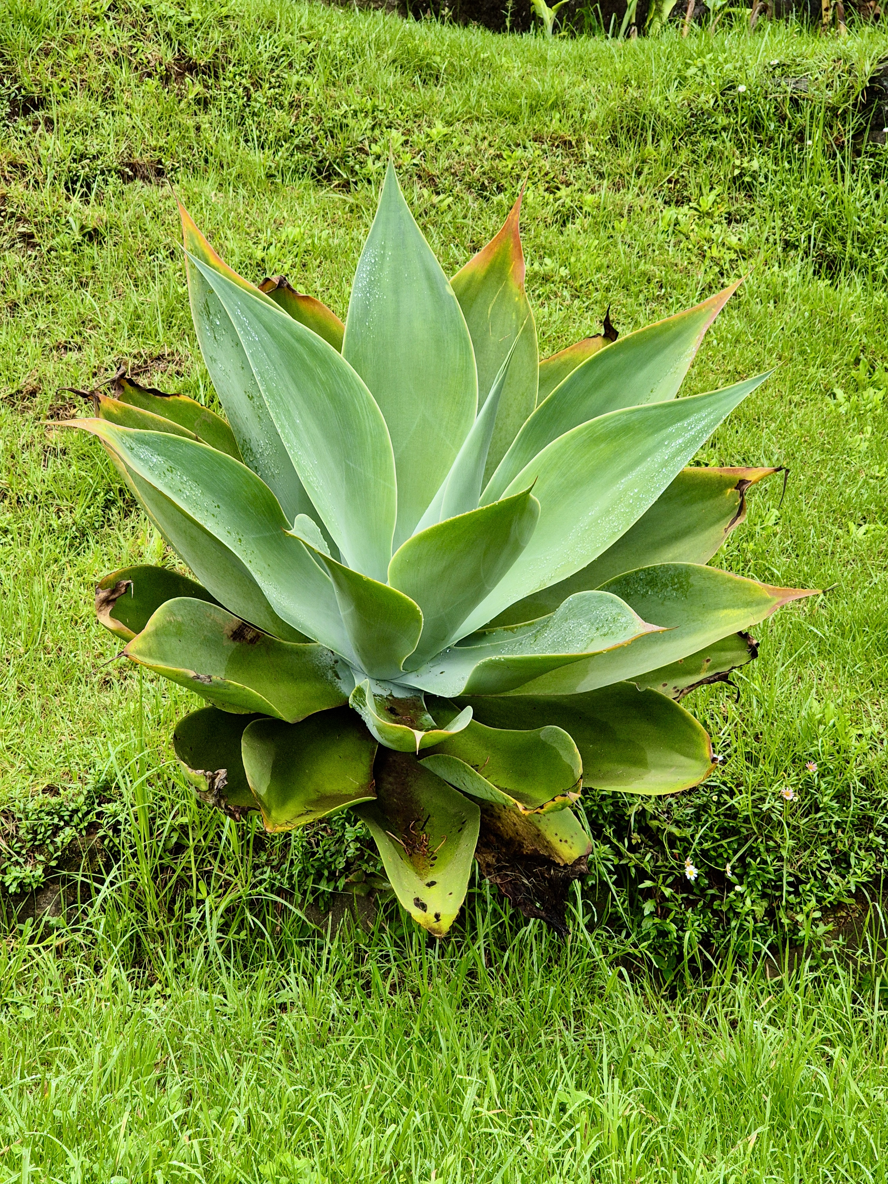 A close-up of an Agave attenuata plant, also known as the foxtail agave, with its characteristic rosette of smooth, spineless, fleshy green leaves. The plant is set against a background of lush green grass. Captured from the Government Botanical Garden, Ooty, Tamil Nadu.