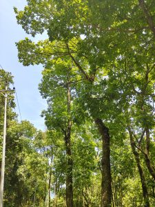 A lush forest scene featuring tall trees with green foliage under a clear blue sky. 