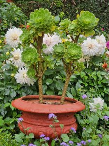 A vibrant potted succulent plant with multiple rosettes of bright green leaves, surrounded by a backdrop of white and pink dahlia flowers and small purple blooms. The plant is centred in a terracotta pot, set within a lush garden setting. Captured from the Government Botanical Garden, Ooty, Tamil Nadu.