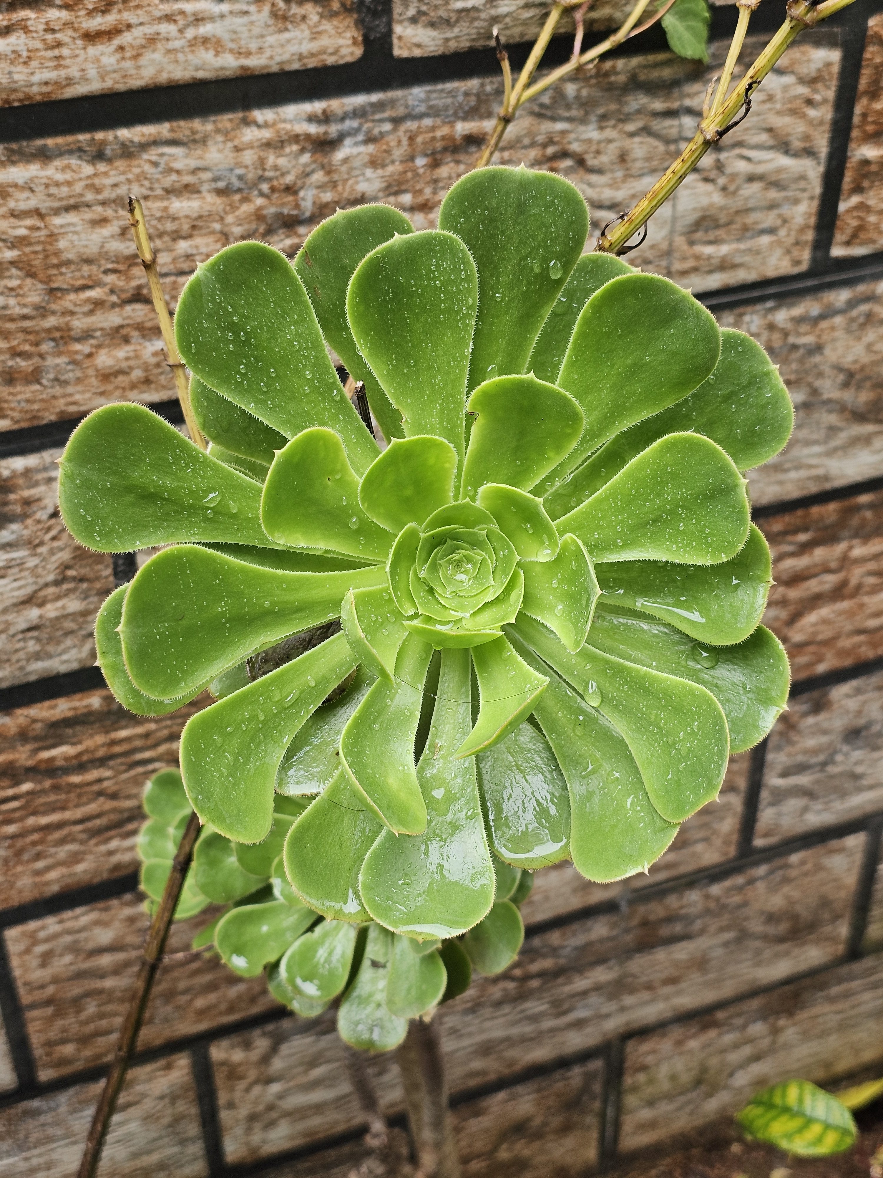 close-up view of an Aeonium arboreum plant, also known as a tree aeonium, with its rosette of bright green leaves. The plant appears to be outdoors, with a textured brick wall serving as a backdrop. Captured from Ooty, Tamil Nadu.
