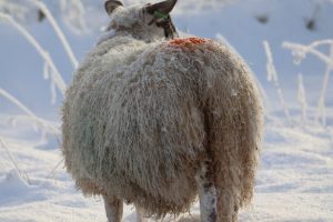 A female sheep standing in a snowy landscape, with its back facing the camera. 
